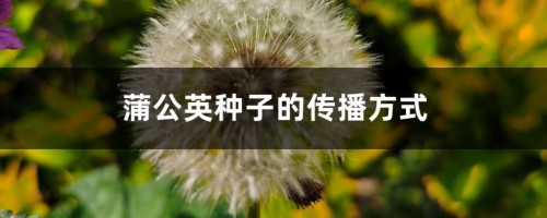 蒲公英种子的传播方式