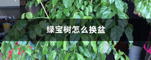 绿宝树怎么换盆