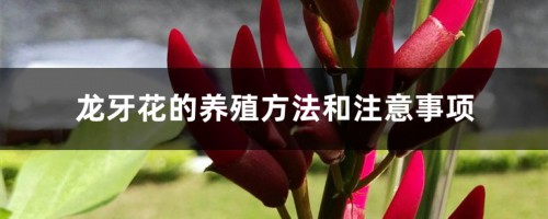 龙牙花的养殖方法和注意事项