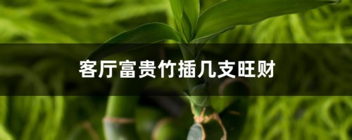 客厅富贵竹插几支旺财，放在客厅怎么养护