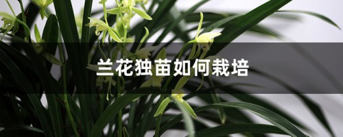 兰花独苗为什么不好活，如何栽培能活