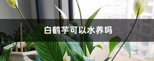 白鹤芋可以水养吗