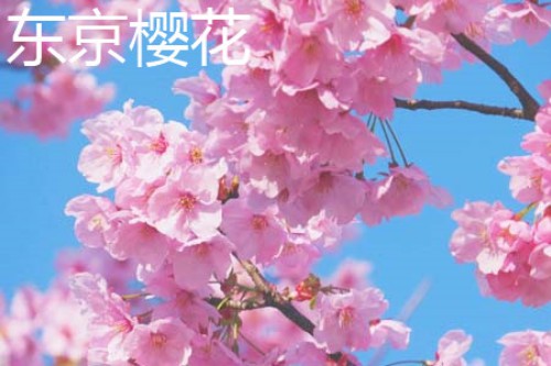 东京樱花