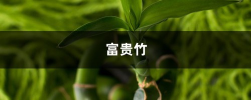 这4种“好物”来养花，兑点水浇盆里，富贵竹、文竹不黄叶