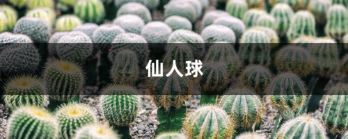 1个仙人球开40朵花，这些品种，你见都没见过！