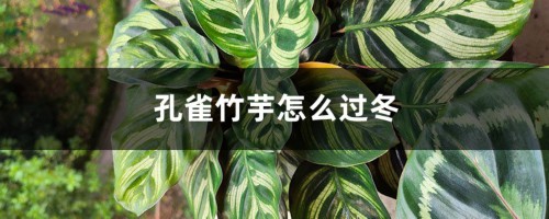 孔雀竹芋怎么过冬