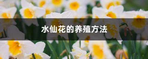 水仙花的养殖方法