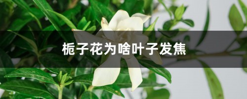 栀子花为啥叶子发焦