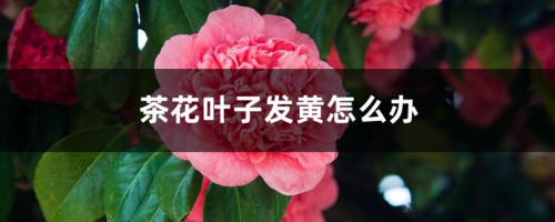 茶花叶子发黄怎么办