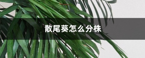 散尾葵怎么分株