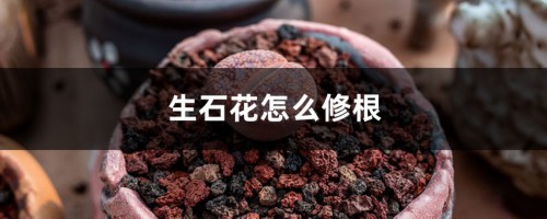 生石花怎么修根