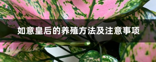 如意皇后的养殖方法及注意事项