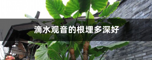 滴水观音的根埋多深好