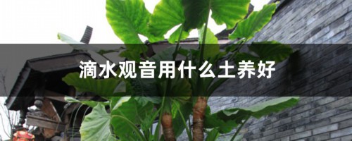 滴水观音用什么土养好