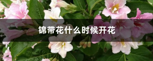 锦带花什么时候开花