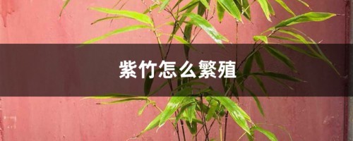 紫竹怎么繁殖