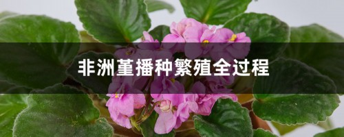 非洲堇播种繁殖全过程