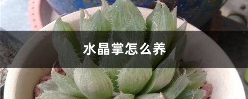 水晶掌怎么养