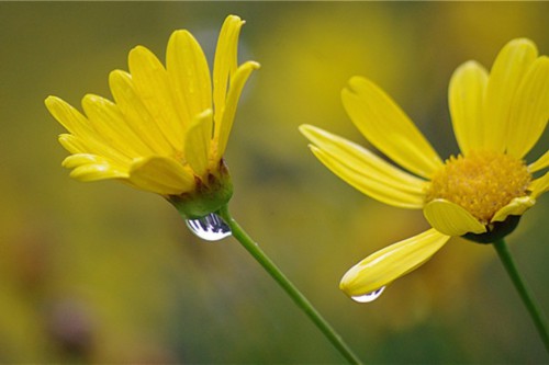 哪些盆花忌雨淋