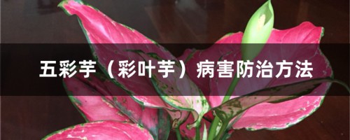 五彩芋(彩叶芋)病害防治方法